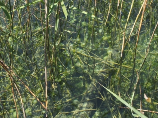 Da Pltvice: pianta subacquea da id.